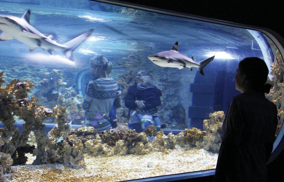 Akvariet i Bergen